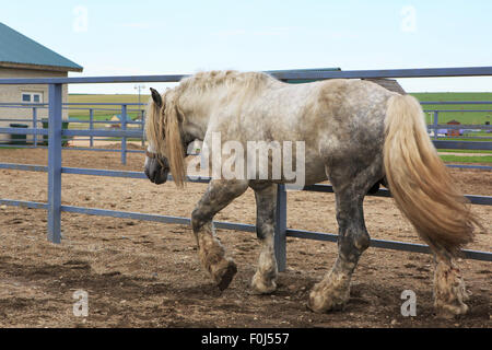 Bellissimo stallone completo grigio razza Percheron. Foto Stock