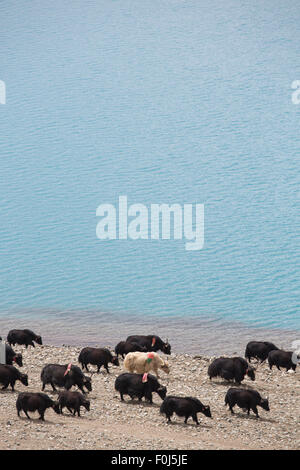 Strada dell'amicizia, yak al Lago Namtso in Tibet, in Cina Foto Stock