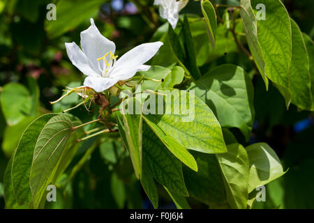 Bauhinia acuminata (nome scientifico) o 'Snowy Orchid Tree' Fiore, isolato su bianco in giardino Foto Stock