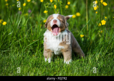 Miniatura pastore americano o miniaturizzati pastore australiano o Mini Aussie cucciolo, Red Merle, in piedi nel prato di fiori, sbadigli Foto Stock