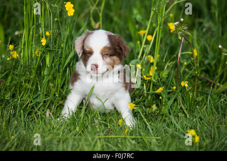 Miniatura pastore americano o miniaturizzati pastore australiano o Mini Aussie cucciolo, Red Merle, seduti nel prato di fiori Foto Stock