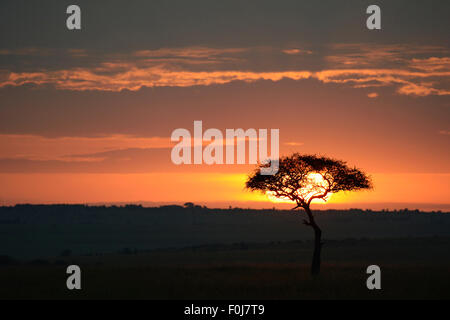 Sunrise, unico grande albero nella distanza, retroilluminato, grande acacia, savana, cielo nuvoloso, il Masai Mara riserva nazionale, Kenya Foto Stock