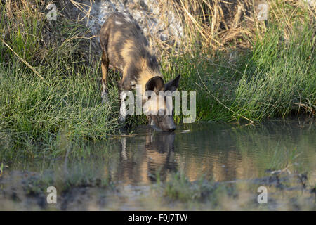 African wild dog (Lycaon pictus), in piedi da un fiume e da bere, primavera calda, naturale primavera calda Foto Stock