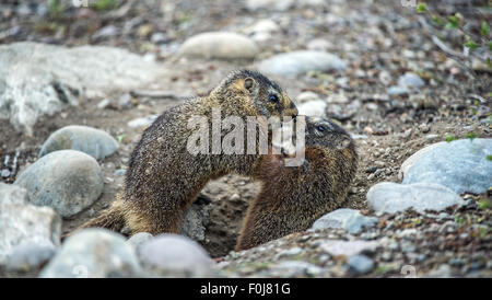 A becco giallo marmotta (Marmota flaviventris), la riproduzione, il Parco Nazionale del Grand Teton, Wyoming USA Foto Stock