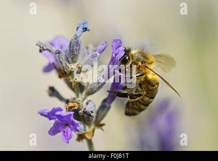 Western miele delle api (Apis mellifera) raccogliendo il nettare da un fiore di lavanda, APE (Apidae), Svizzera Foto Stock