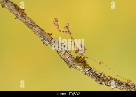 Ornato mantis (Gongylus gongylodes), Sud-est asiatico, captive Foto Stock