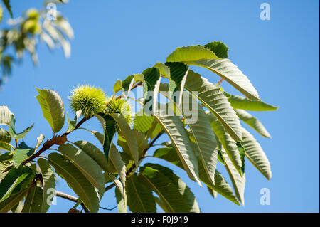 Ramo di castagno con bava chiusa, albero verde e blu nel cielo al di fuori della messa a fuoco lo sfondo Foto Stock