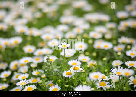 Il bianco e il giallo margherite preso in un parco a Shanghai durante l'estate. Foto Stock