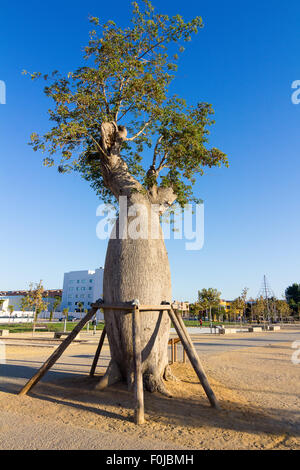 Tree Baoba con supporti (Adansonia digitata) Foto Stock