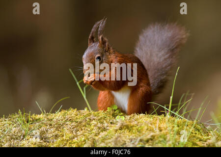 Scoiattolo rosso Sciurus vulgaris Foto Stock