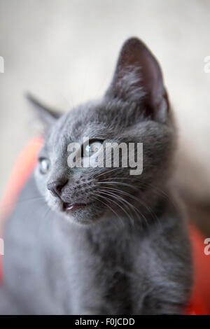 Curioso wide eyed gattino fissando la telecamera con sfondo sfocato Foto Stock