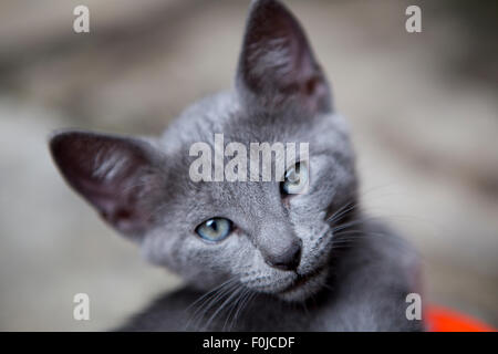 Curioso wide eyed gattino fissando la telecamera con sfondo sfocato Foto Stock
