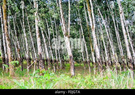 Gomma di piantagione di alberi in Camerun Foto Stock