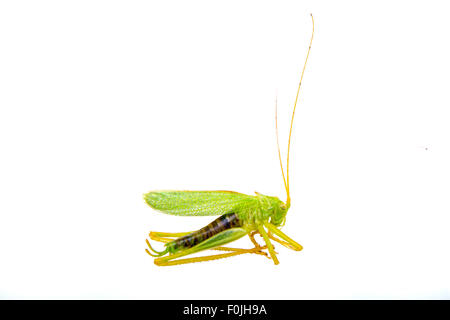 Cavalletta verde isolato su uno sfondo bianco Foto Stock