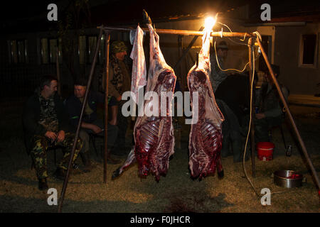 Due metà di appena scuoiata e femmina preparato il cinghiale (Sus scrofa) che è stato girato durante una caccia di guida nell'area forestale al di fuori del villaggio di Mehadia, Caras Severin, Romania, Ottobre 2012 Foto Stock