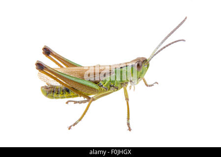 Verde e marrone grasshopper isolato su uno sfondo bianco Foto Stock
