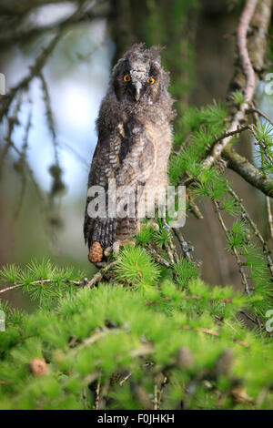 Un naturale, Wild Long-eared Owlet (Asio otus) verticale. A partire dal suo albero di pino pesce persico. Prese nell'Angus Glens, Scotland, Regno Unito. Foto Stock