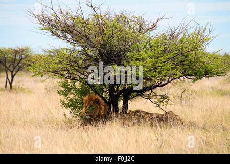 Una coppia di leoni seduti all'ombra di un albero a Etosha National Wildlife Par in Namibia. 20106 Foto Stock