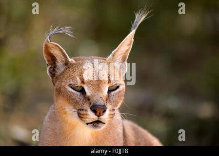 Primo piano della Caracal in Namibia con sfondo sfocato. Fondazione Harnas Namibia 2009 Foto Stock