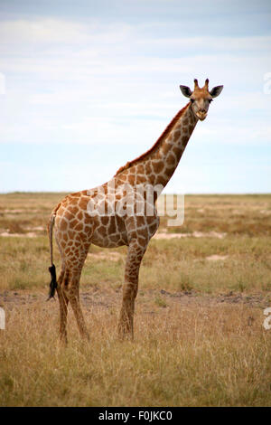 Giraffa permanente sulla teglia di Etosha - Etosha National Park offre una eccellente visione di gioco Foto Stock