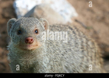 La mangusta nastrati (Mungos mungo), Harnas Foundation, Namibia, Sud Africa Foto Stock