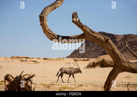 Vicino Gemsbok Puros, area di conservazione in Kaokoland - Namibia Foto Stock