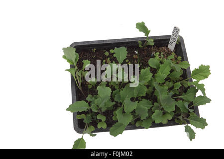 Vassoio di piante di broccoli pronto per il trapianto Foto Stock