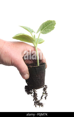 La zucchina piante in vaso in fibra Foto Stock