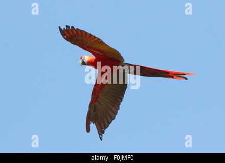 Sud Americana scarlet macaw (Ara macao) in volo contro un cielo blu chiaro Foto Stock