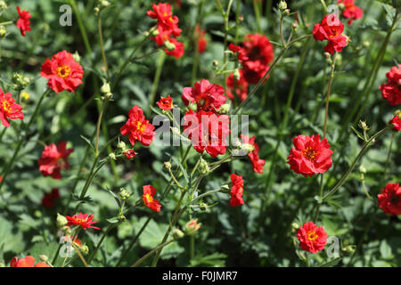 Geum "RS" Bradshaw di piante in fiore Foto Stock