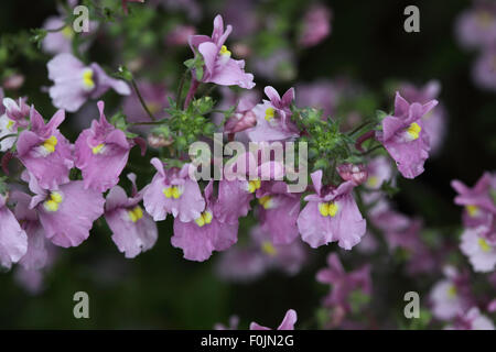 Nemesia denticulata close up di fiori Foto Stock