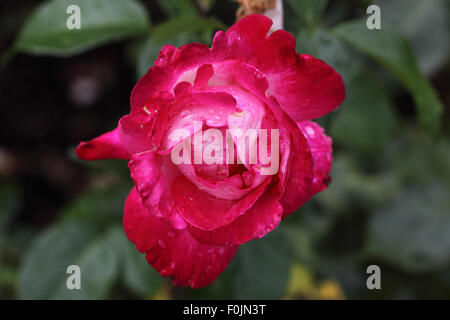 Rosa Gaujard 'Guamo' Rose close up di fiore Foto Stock