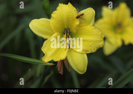 Alimentazione Hoverflies su Hemerocallis fiore Foto Stock