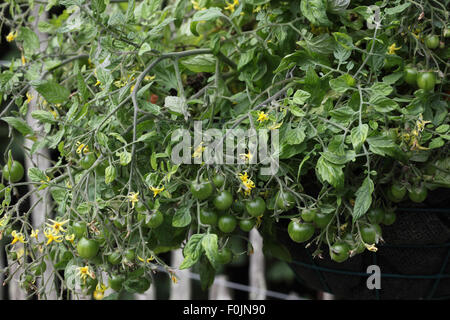 Lycopersicum esculentum 'tumbling Tom rosso pomodoro " close up di impianto Foto Stock