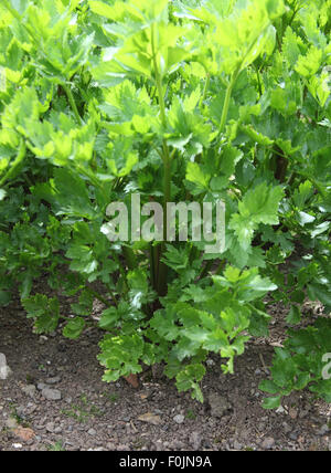 Apium graveolens var Dulce Gigante 'Rosso' close up di impianto Foto Stock