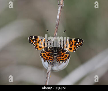 Mappa butterfly Araschnia levana prima nidiata a riposo Foto Stock