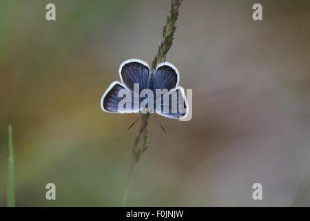 Argento blu chiodati Plebejus argus maschio a riposo alette aperte Foto Stock