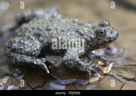Fire panciuto toad Bombina bombina vista laterale Foto Stock