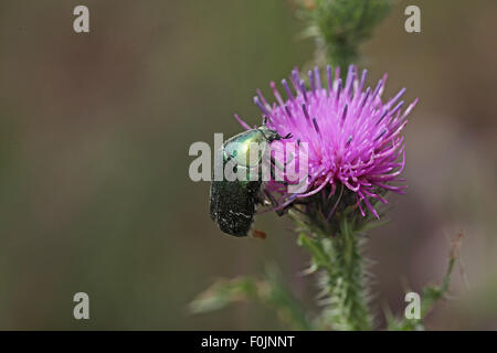 Rose chafer Cetonia aurata alimentando il fiore di cardo Foto Stock