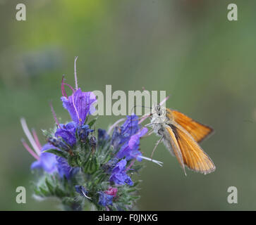 Grande skipper Ochlodes venatus presa femmina nettare da vipere bugloss Foto Stock