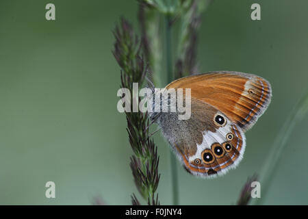 La brughiera di perla Coenonympha arcania a riposo sulla levetta di erba Foto Stock