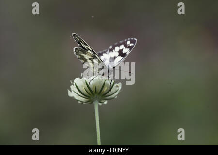 Bianco Marmo Melanargia galathea alimentazione su scabious Foto Stock