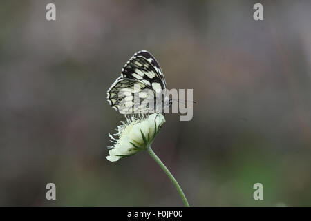 Bianco Marmo Melanargia galathea alimentazione su scabious Foto Stock