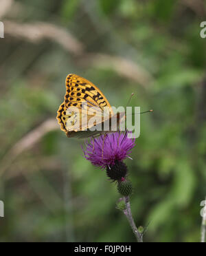 Il Cardinale Pandoriana pandora presa femmina nettare da thistle Foto Stock