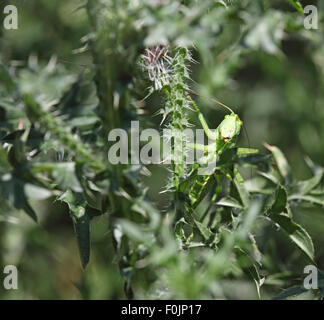 Grande macchia verde cricket Tettigonia viridisssima a riposo su thistle Foto Stock