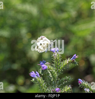 Bagno orientale white Pontia daplidice alimentazione maschio su vipere bugloss Foto Stock