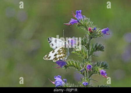 Bagno orientale white Pontia daplidice alimentazione maschio su vipere bugloss Foto Stock