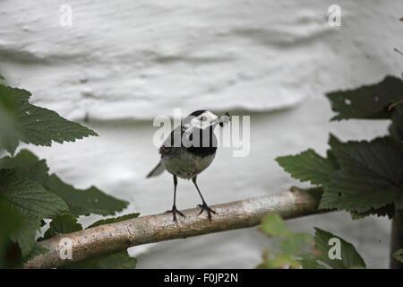 Pied wagtail (Motacilla alba) appollaiate su traliccio nella boccola di ribes nero Foto Stock