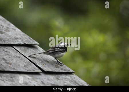 Pied wagtail (Motacilla alba) appollaiate sul tetto del granaio con beakfull di mosche Foto Stock