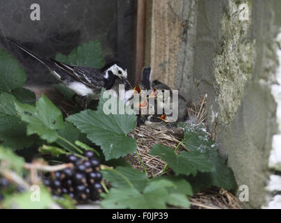 Alimentazione fledged giovani nel nido sul davanzale del granaio Foto Stock